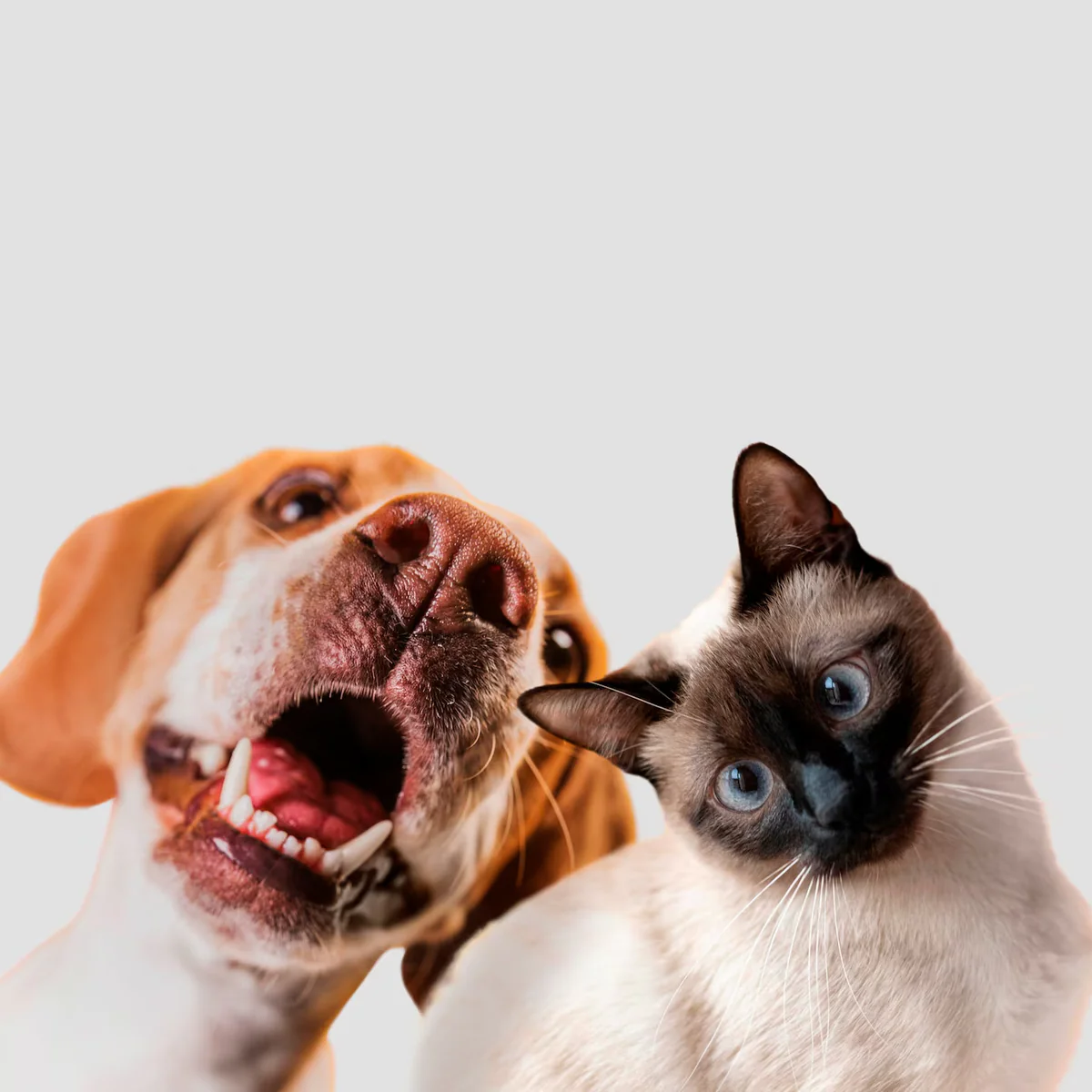 Turn Your Pet Into Art